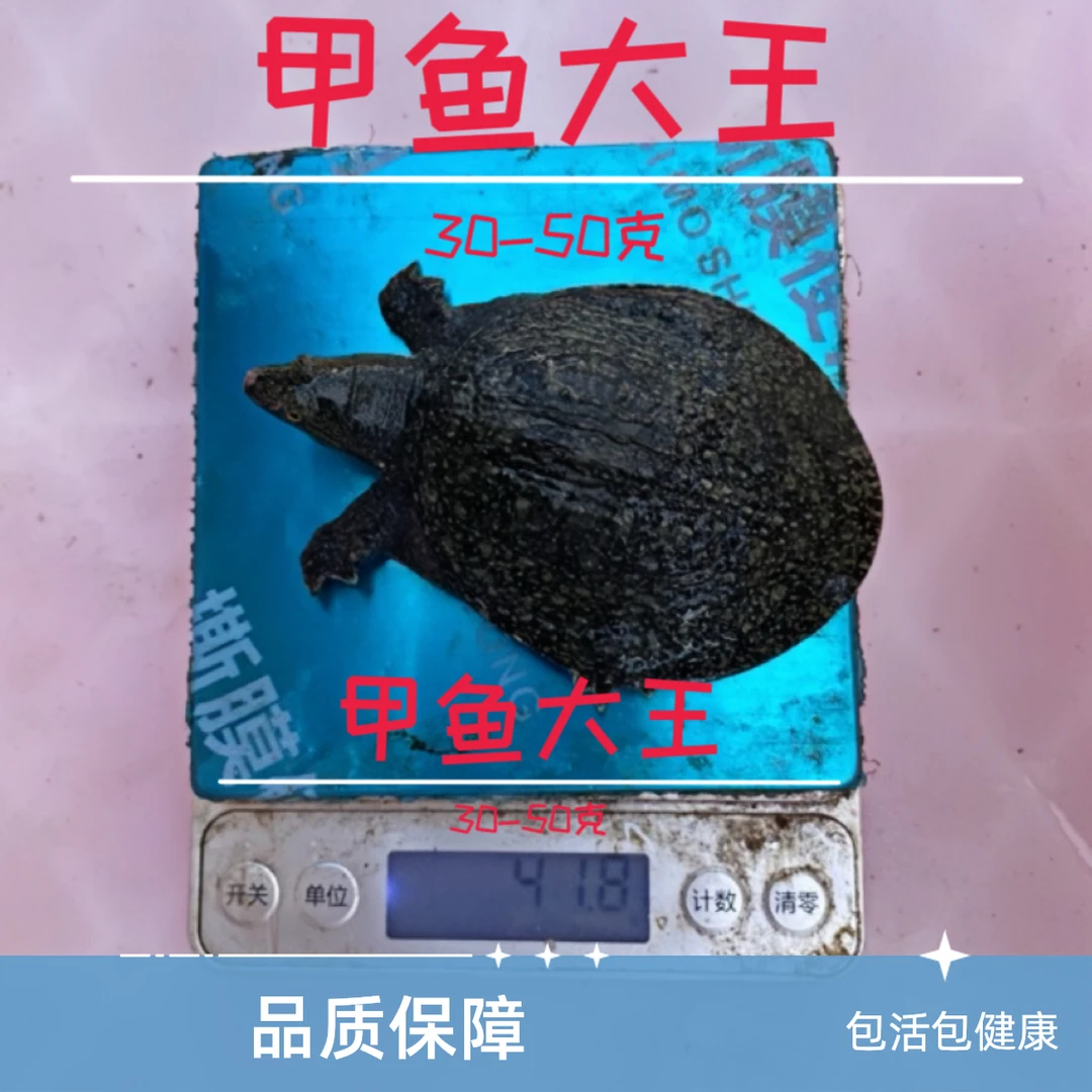 【京东冷链包邮】养殖50-100g甲鱼塘水库大苗易养外塘冷水鱼中华鳖
