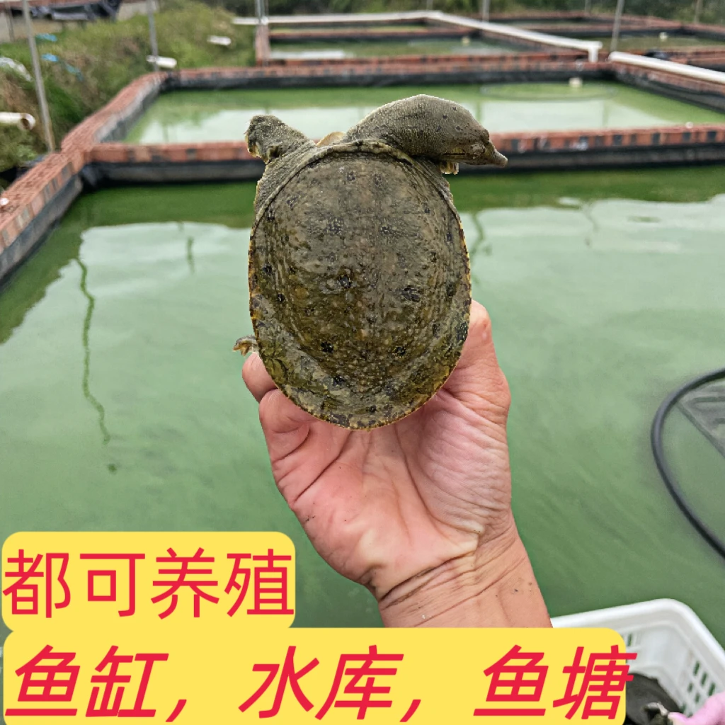 南丰生态甲鱼精品外塘小甲鱼苗王八黄沙鳖水鳖水鱼黑花甲鱼淡水鱼