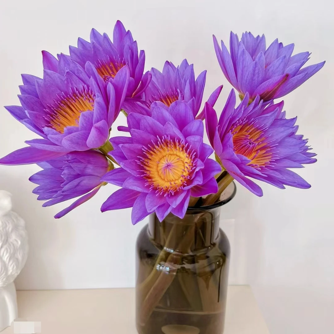 72号】睡莲 10支鲜花  草花 【4单包邮