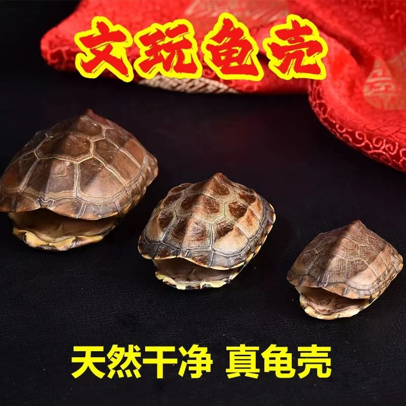 【送全解】真乌龟壳精品天然完整六爻龟甲文玩摆件乾隆通宝仿真品