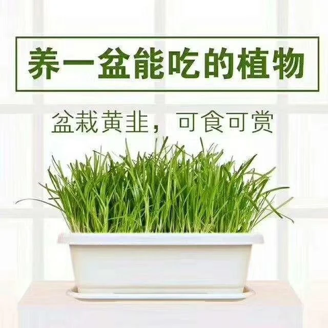 寿光先挖韭菜盆栽适合卧室阳台种植