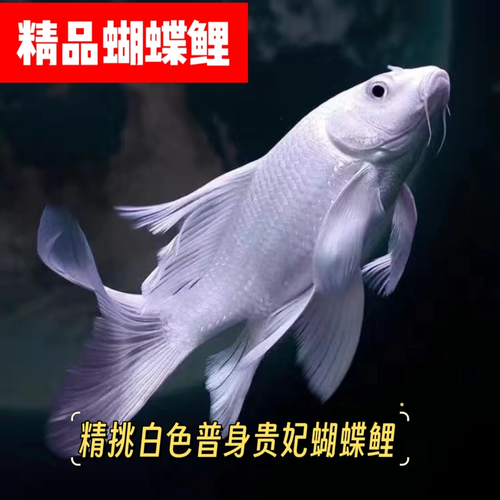 白色精品蝴蝶鲤  精挑A级贵妃白蝴蝶鲤 好养耐活普身 渔场直销