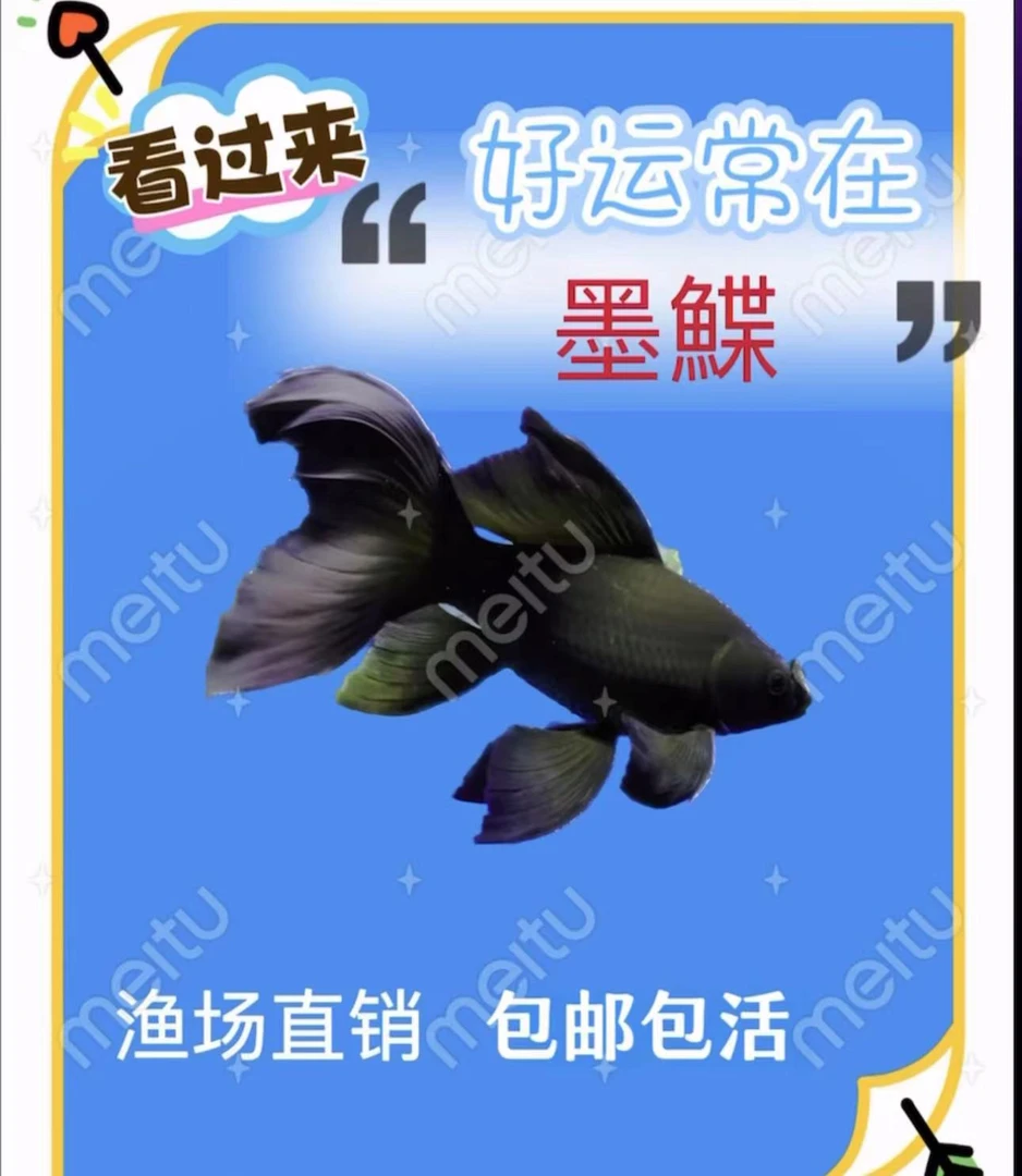 改价 台湾蝴蝶鲤 墨鲽