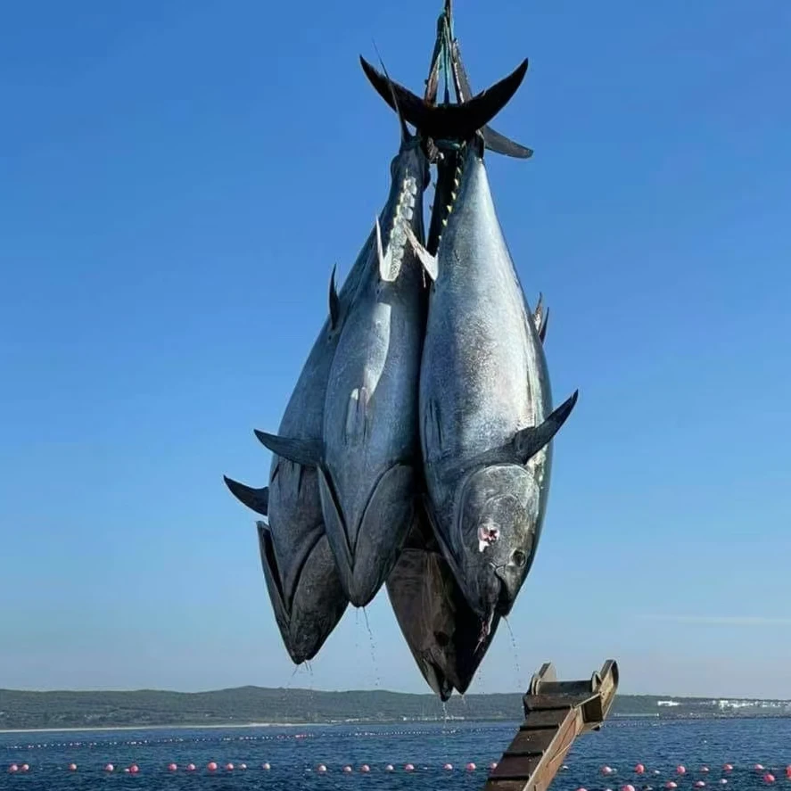 【大鱼整条】蓝鳍金枪鱼海钓刺身放血超低温排酸去鳃去内脏金枪鱼