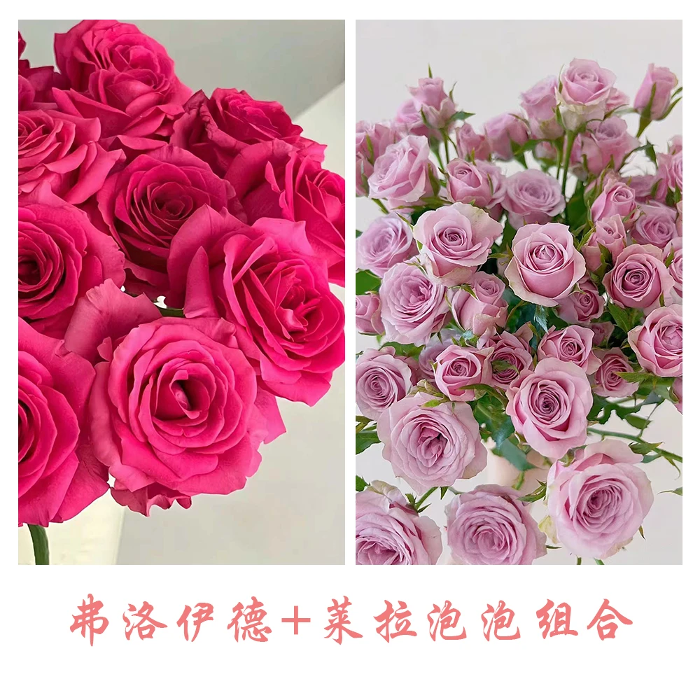 【20枝弗洛伊德+10枝莱拉泡泡】组合顺丰冷链包邮基地鲜花 现采现发