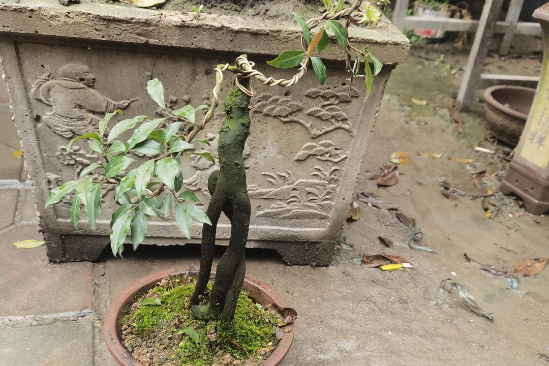 金蛋子盆景  茶台  阳台  办公室  客厅