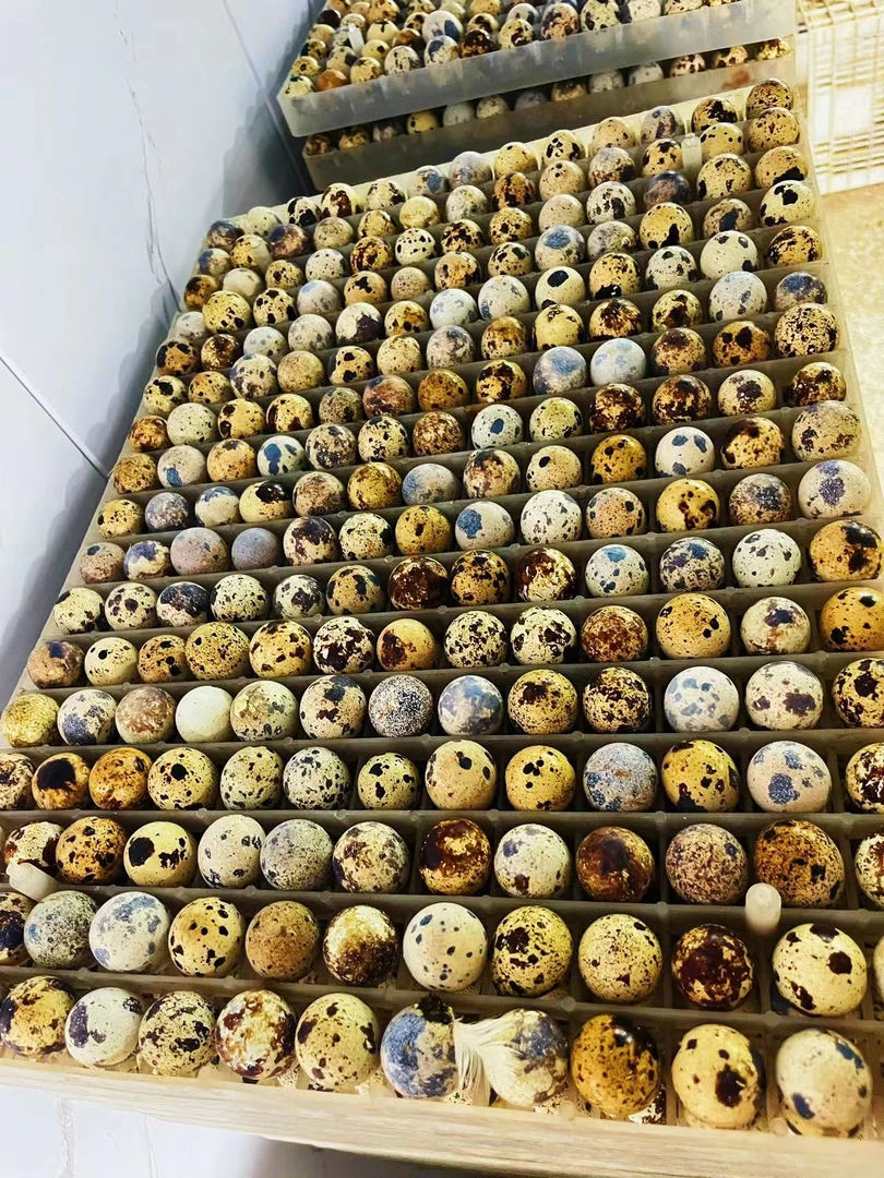 鹌鹑受精种蛋中华白羽可孵化，