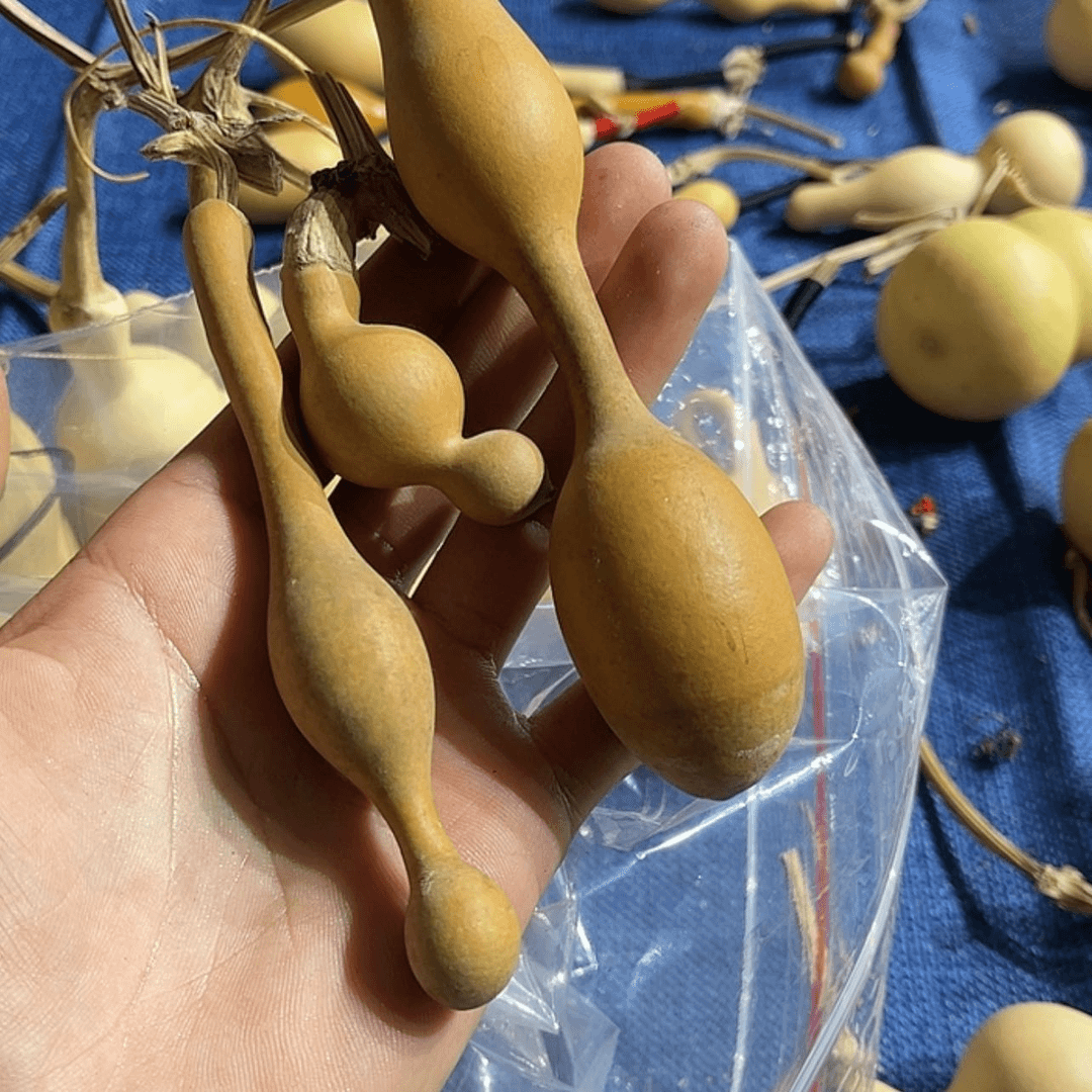 【闪购商品】铜葫芦M*