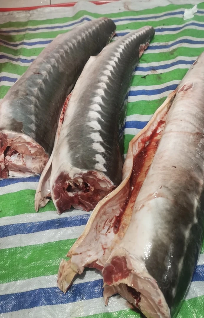 黑龙江抚远鱼肉（分割5斤装）