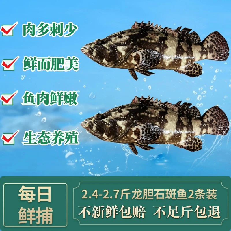 2.4-2.7斤2条共4.8-5.4斤湛江鲜捕深海珍珠龙胆大石斑 龙胆老虎斑