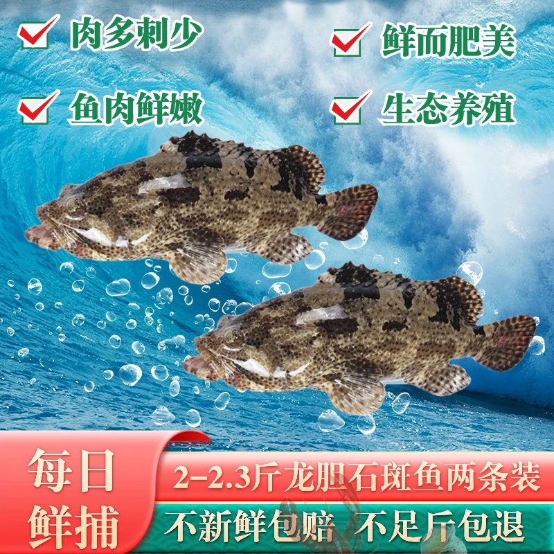 【两条大石斑】2.5斤石斑鱼X2条总共5斤深海珍珠龙胆石斑鱼海鲜