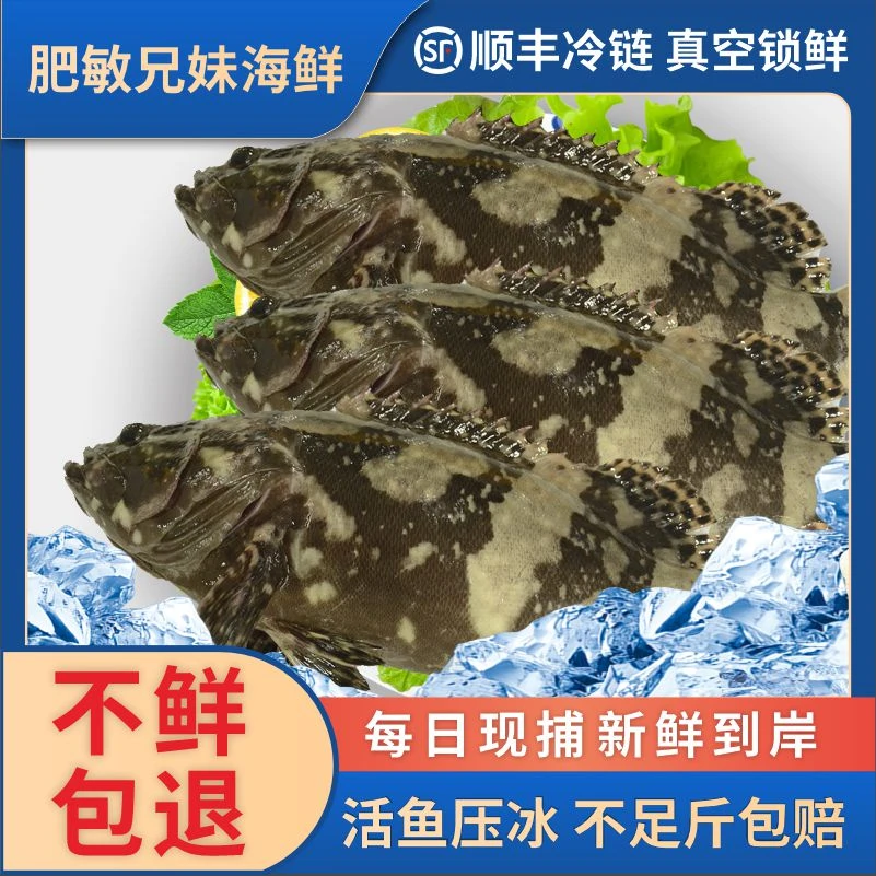1.1-1.3斤石斑鱼3条装新鲜湛江海鲜新鲜深海珍珠龙胆石斑鱼老虎斑