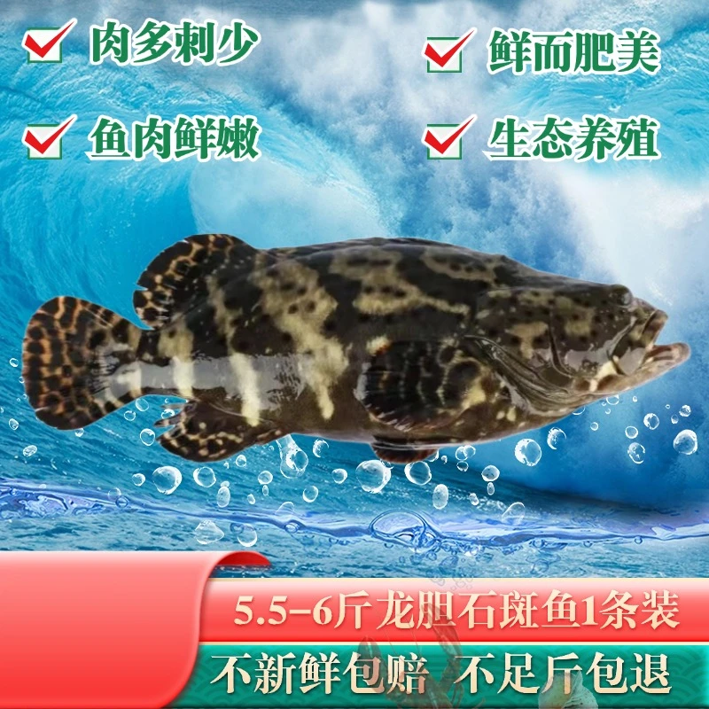 5.5-6斤直播现称湛江新鲜龙胆石斑鱼大石斑鱼海鲜水产 深海石斑鱼