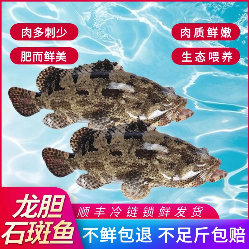 1.9-2.1斤石斑两条共3.6-4.2斤深海珍珠龙胆石斑鱼老虎斑肉质鲜嫩