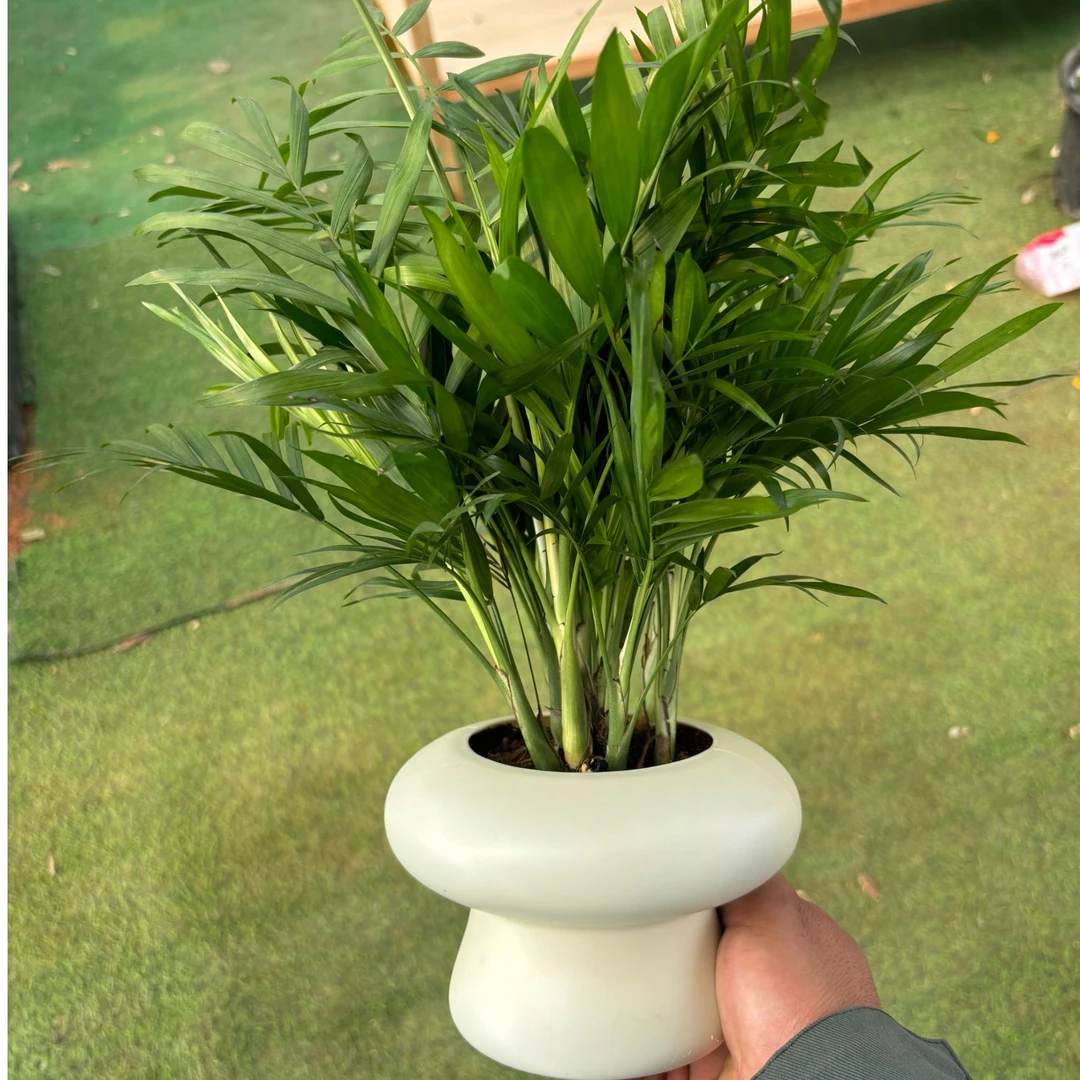 袖珍椰子室内绿植凤尾竹懒人盆栽耐阴四季常青办公室桌面摆件