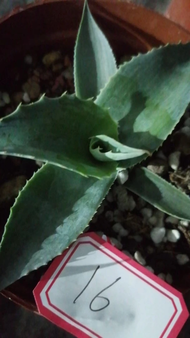 一物一拍（直播间）植物