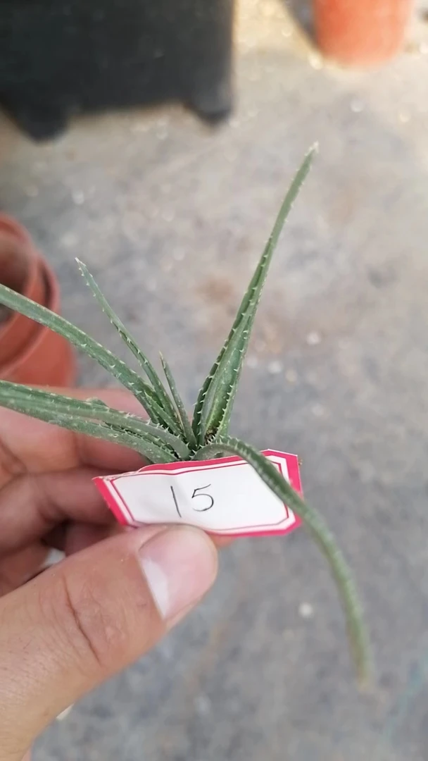 一物一拍(直播间)植物