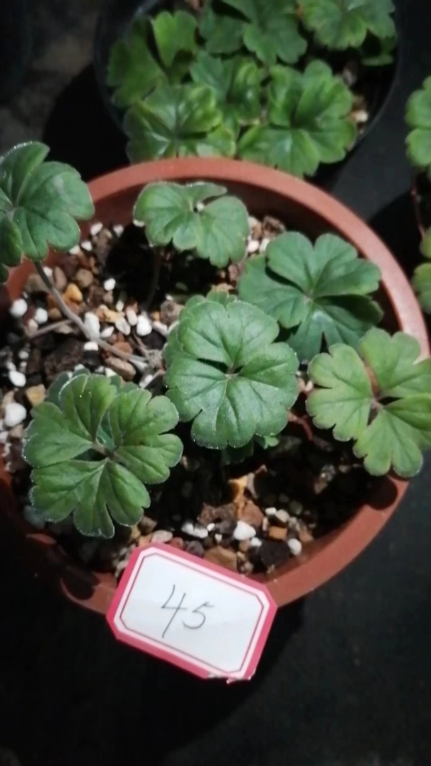 一物一拍（直播间）植物