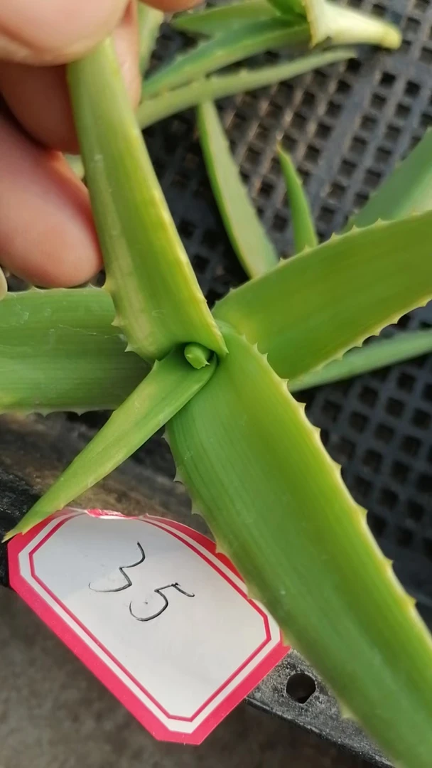 一物一拍（直播间）植物