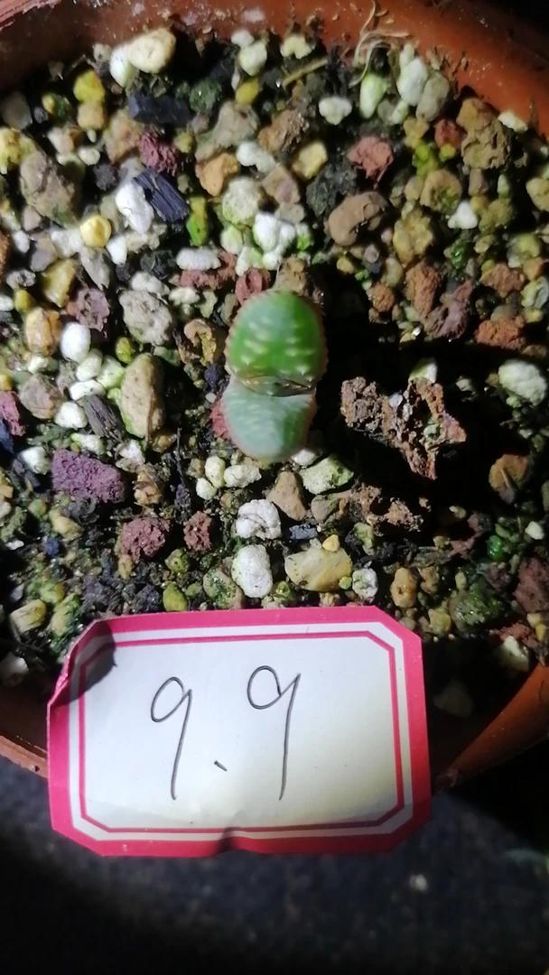 一物一拍（直播间）植物