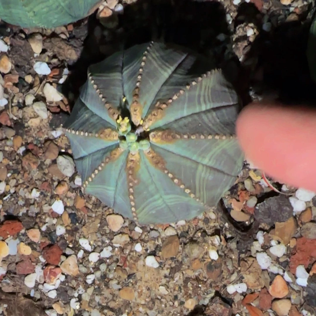 【闪购商品】布纹球2566