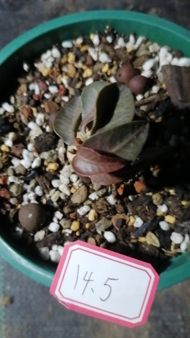 一物一拍（直播间）植物