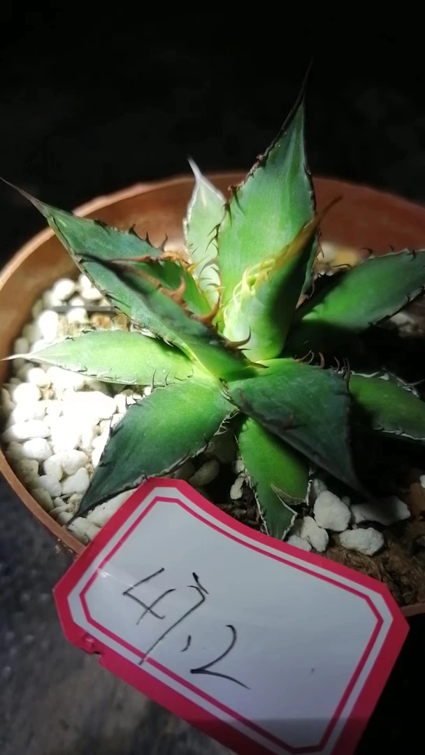 一物一拍(直播间)植物