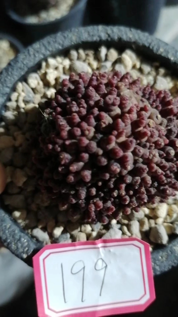 一物一拍（直播间）植物