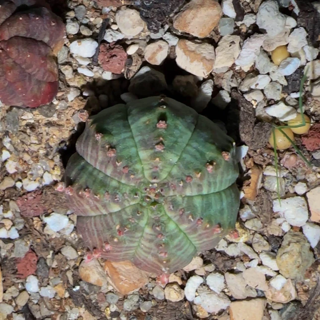 【闪购商品】布纹球1256