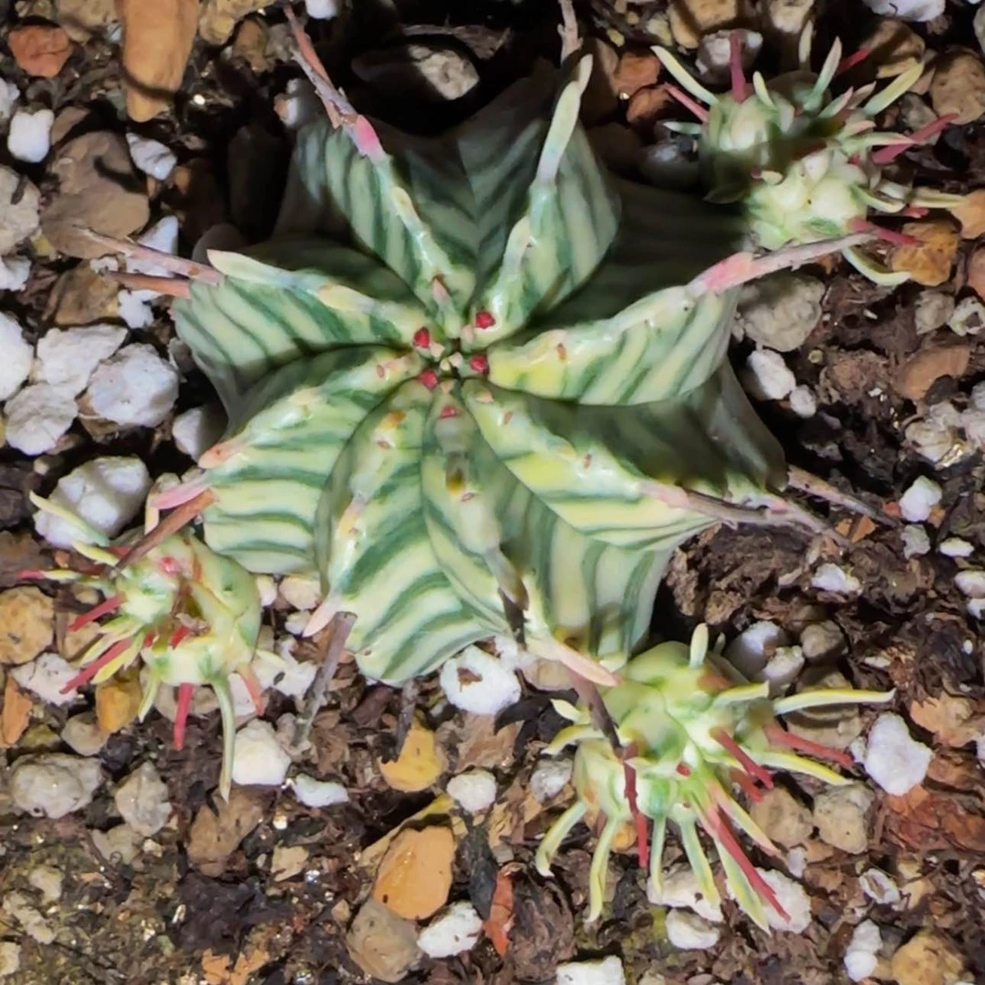 【闪购商品】布纹球2669