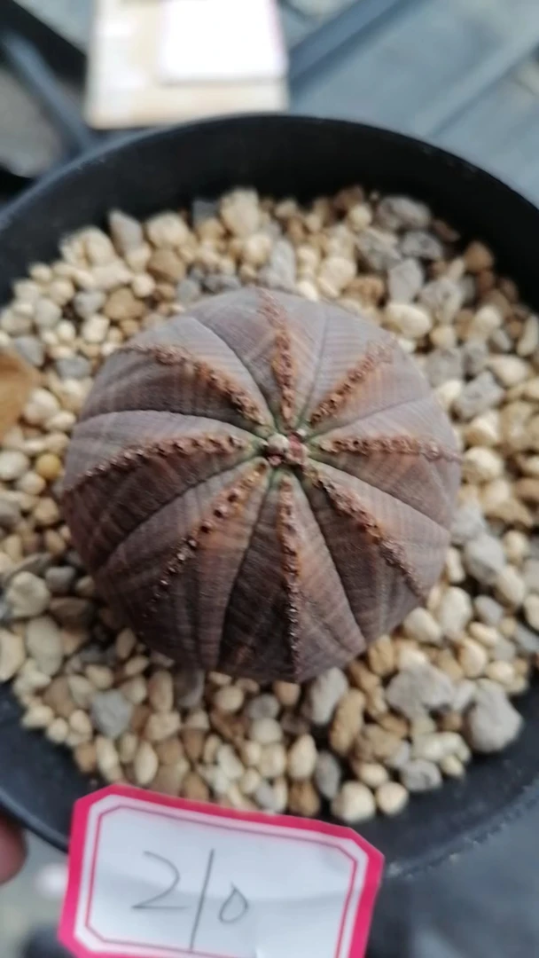布纹球一物一拍（直播间）植物