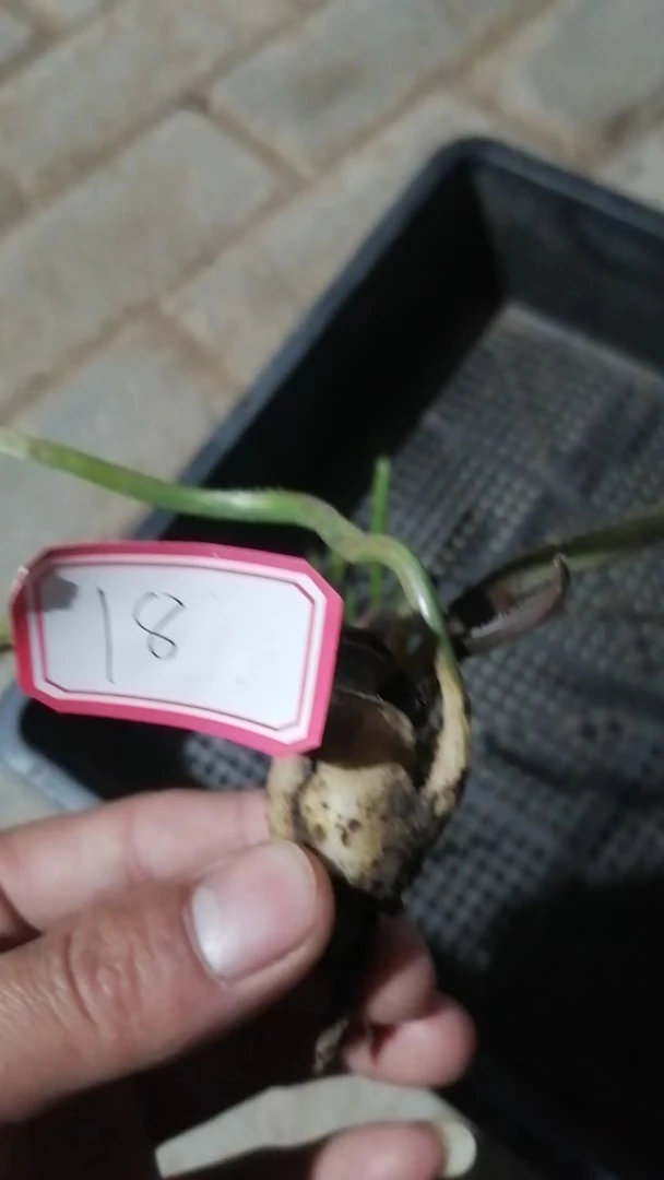 一物一拍（直播间）植物