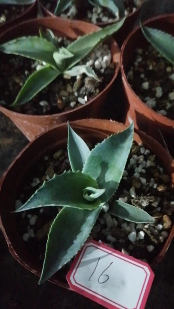 一物一拍（直播间）植物