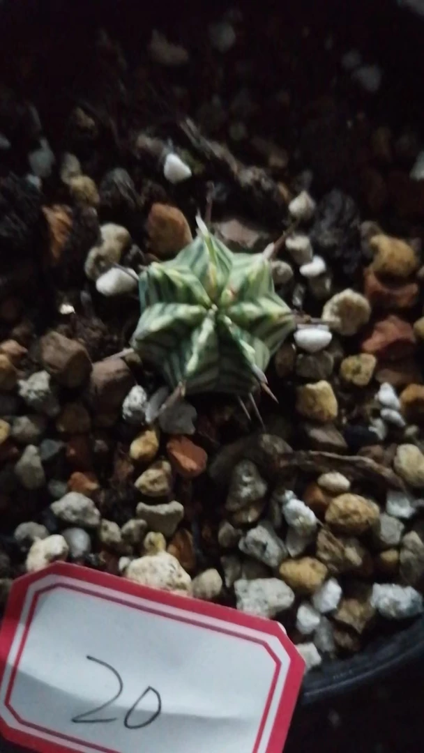 一物一拍（直播间）植物