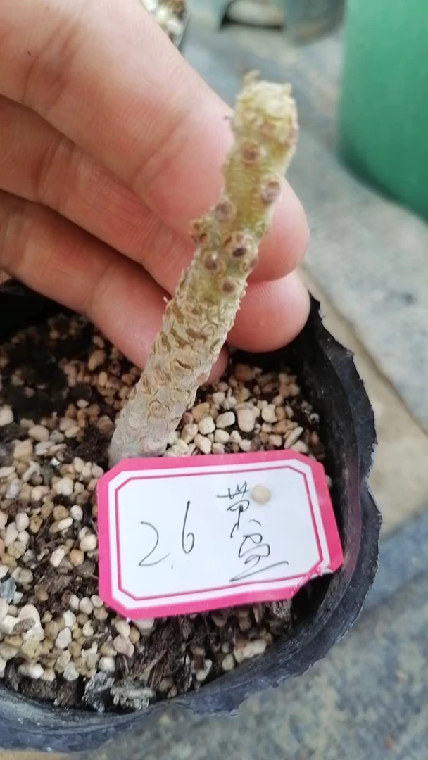 一物一拍（直播间）植物