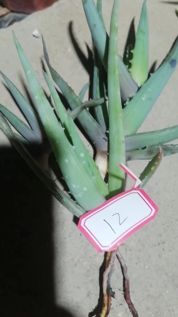 一物一拍（直播间）植物