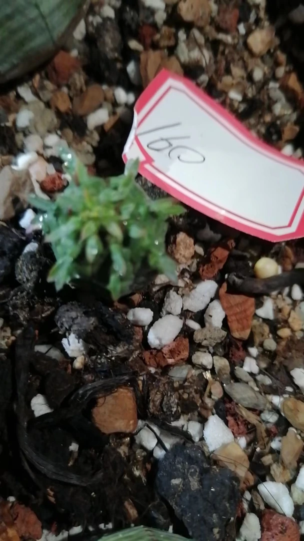 一物一拍（直播间）植物