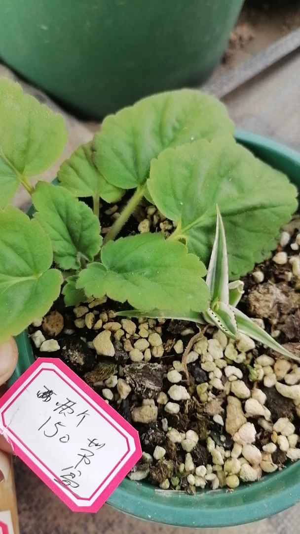 一物一拍(直播间)植物