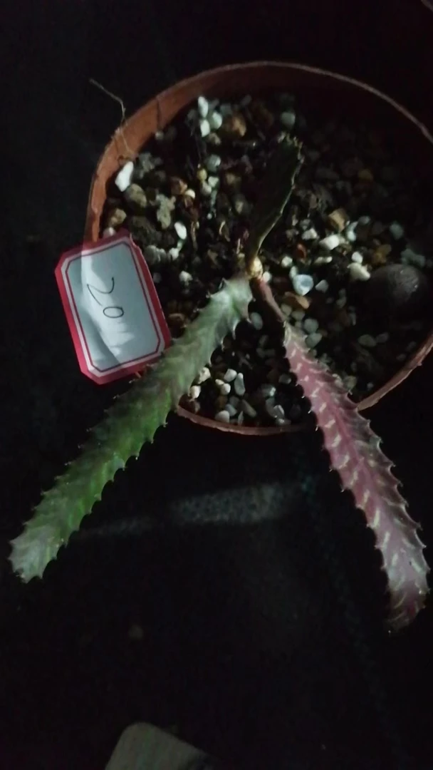 一物一拍（直播间）植物