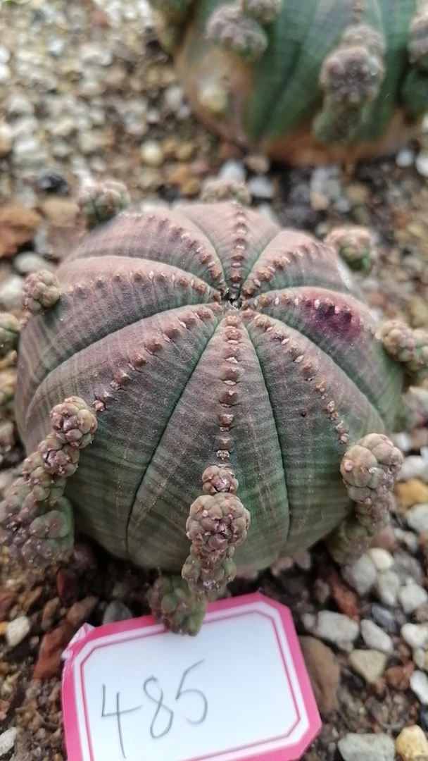 一物一拍（直播间）植物