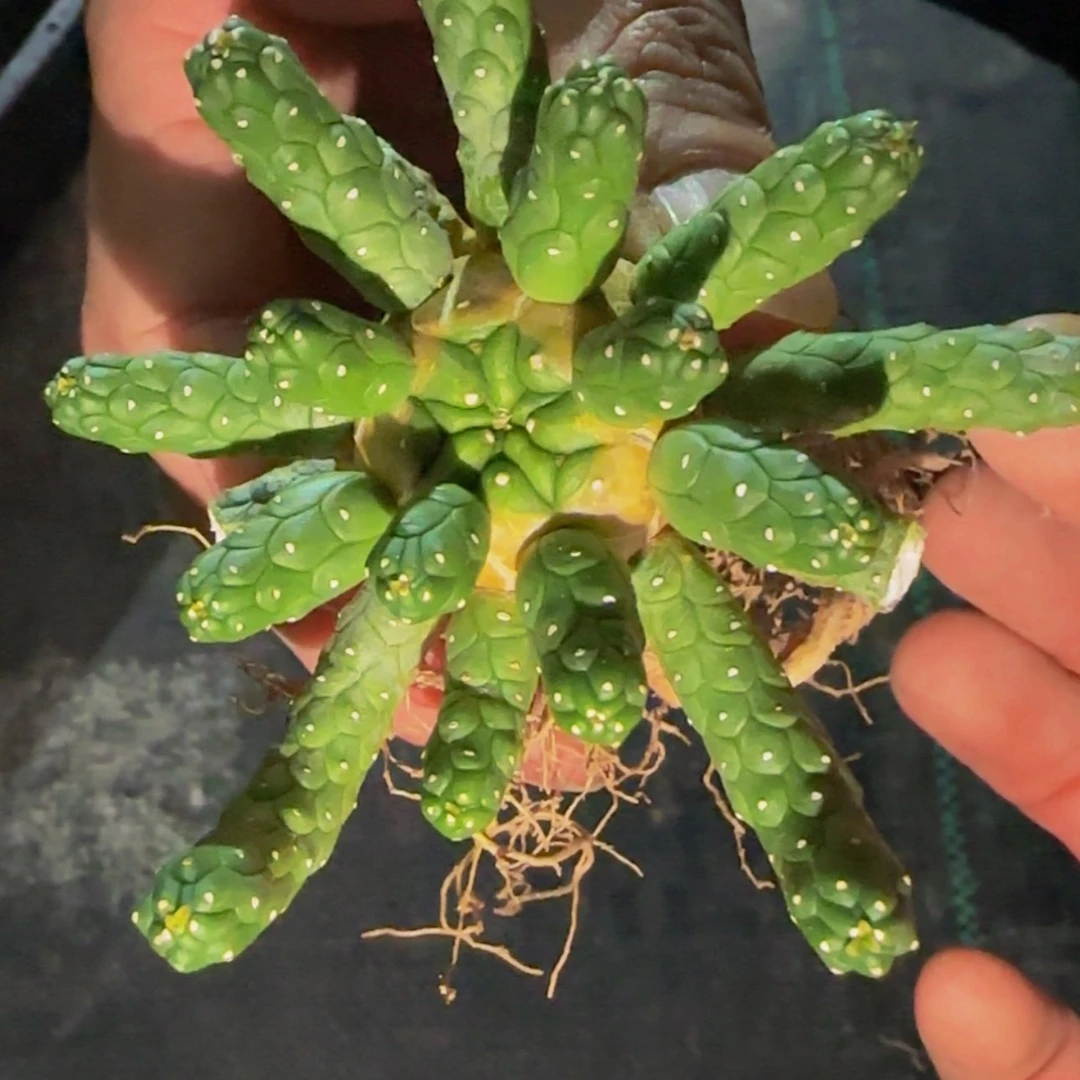 【闪购商品】块根植物5566