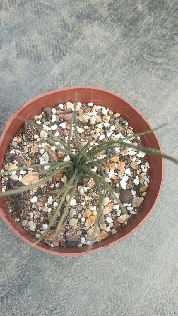 一物一拍（直播间）植物