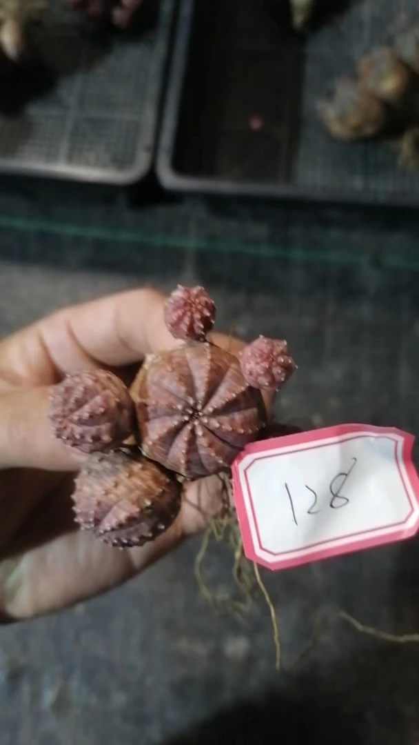 布纹球一物一拍（直播间）植物