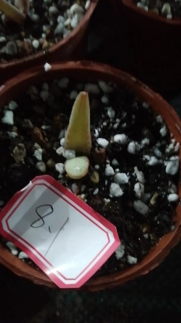 芦荟一物一拍（直播间）植物
