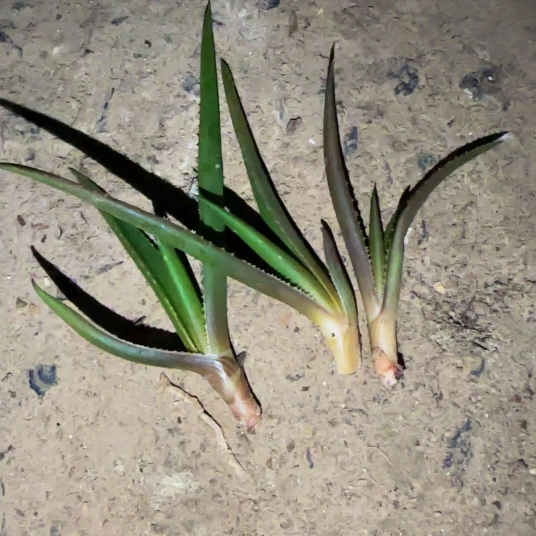 【闪购商品】芦荟256