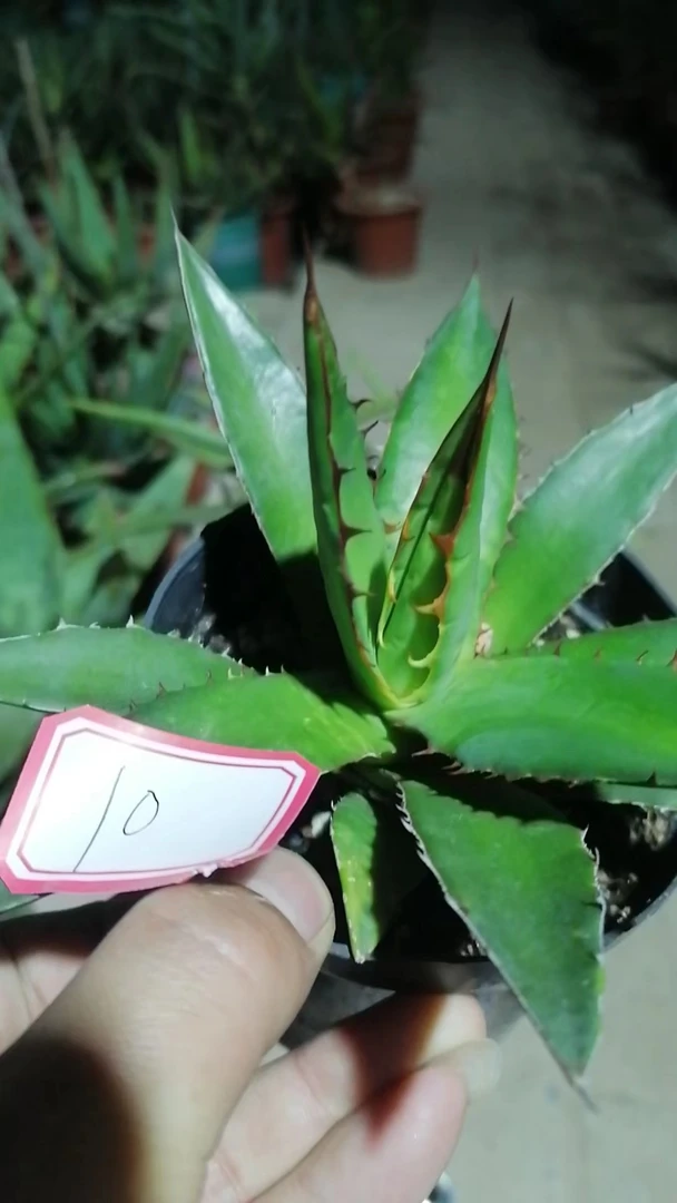 一物一拍(直播间)植物