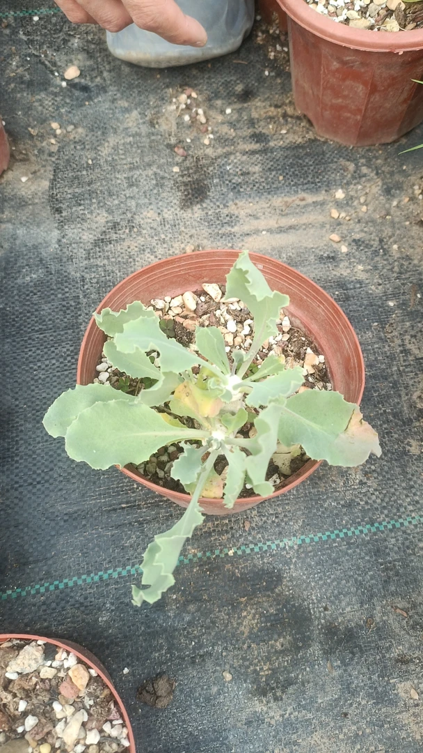 一物一拍（直播间）植物