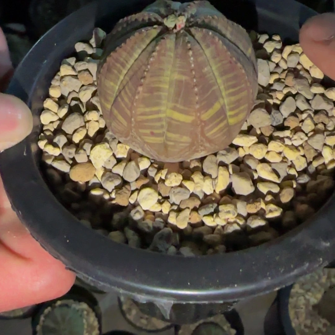 【闪购商品】布纹球2566