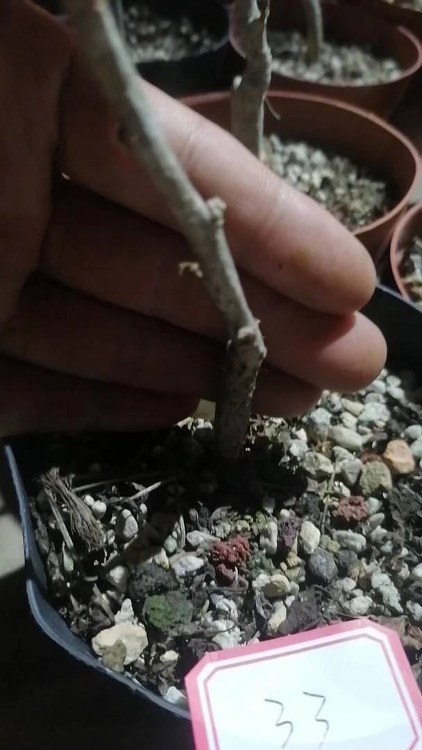 一物一拍（直播间）植物