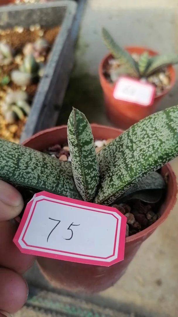 一物一拍（直播间）植物
